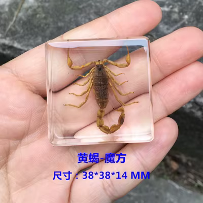 Fouet en résine renforcé Scorpion jaune, véritables pièces d'insectes, roi des insectes, ambre, noir